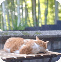 ベンチで寝ている三毛猫の写真